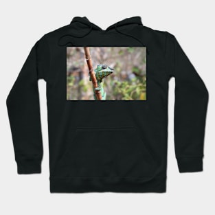 Female panther chameleon, Madagascar Hoodie